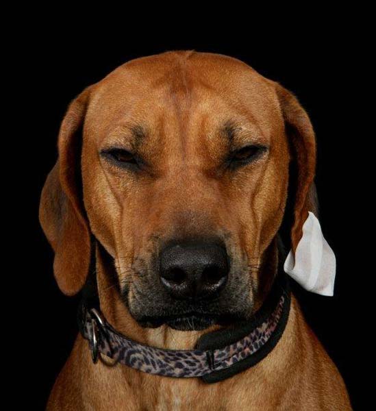 Rhodesian Ridgeback Pedigree Search Bleeding Ear Tips by Dr. Cornelia