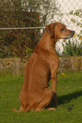 indonesian ridgeback