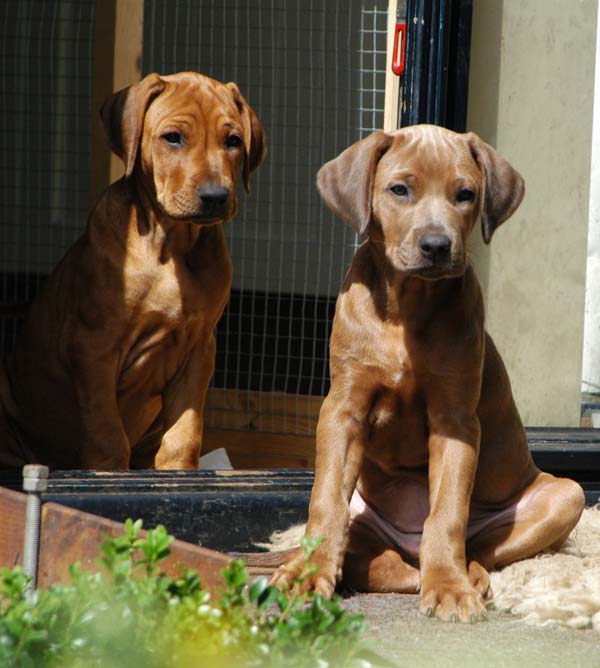 black ridgeback dog