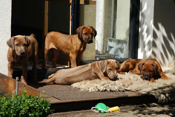 blue rhodesian ridgeback