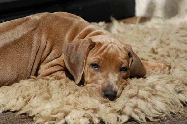 blue dilute rhodesian ridgeback