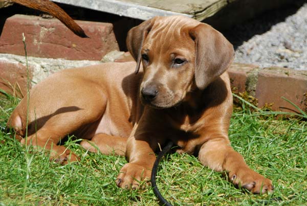 baby ridgeback puppies