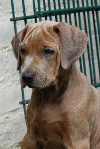 blue dilute rhodesian ridgeback